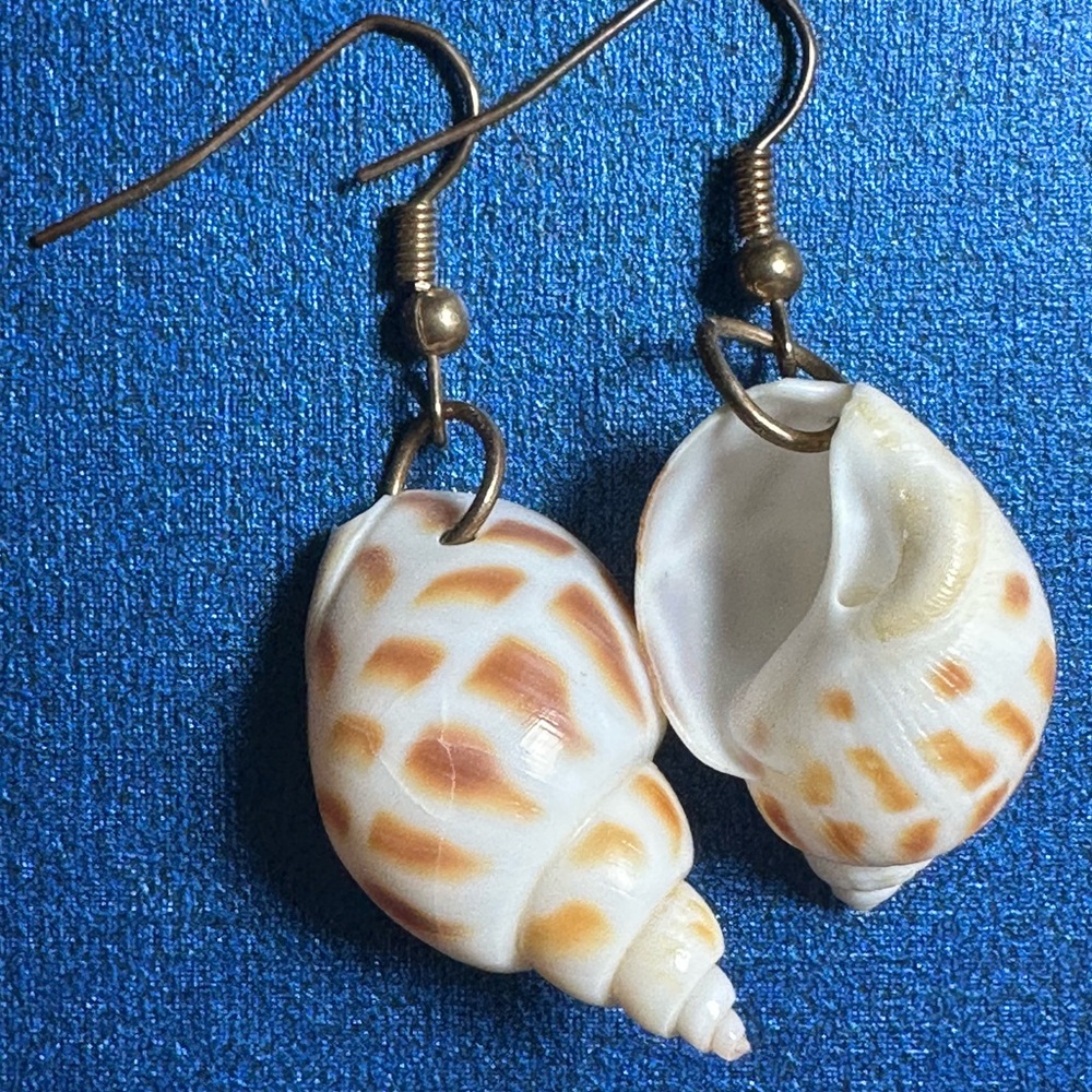 Shell Drop Earrings - White & Cream Seashell Design